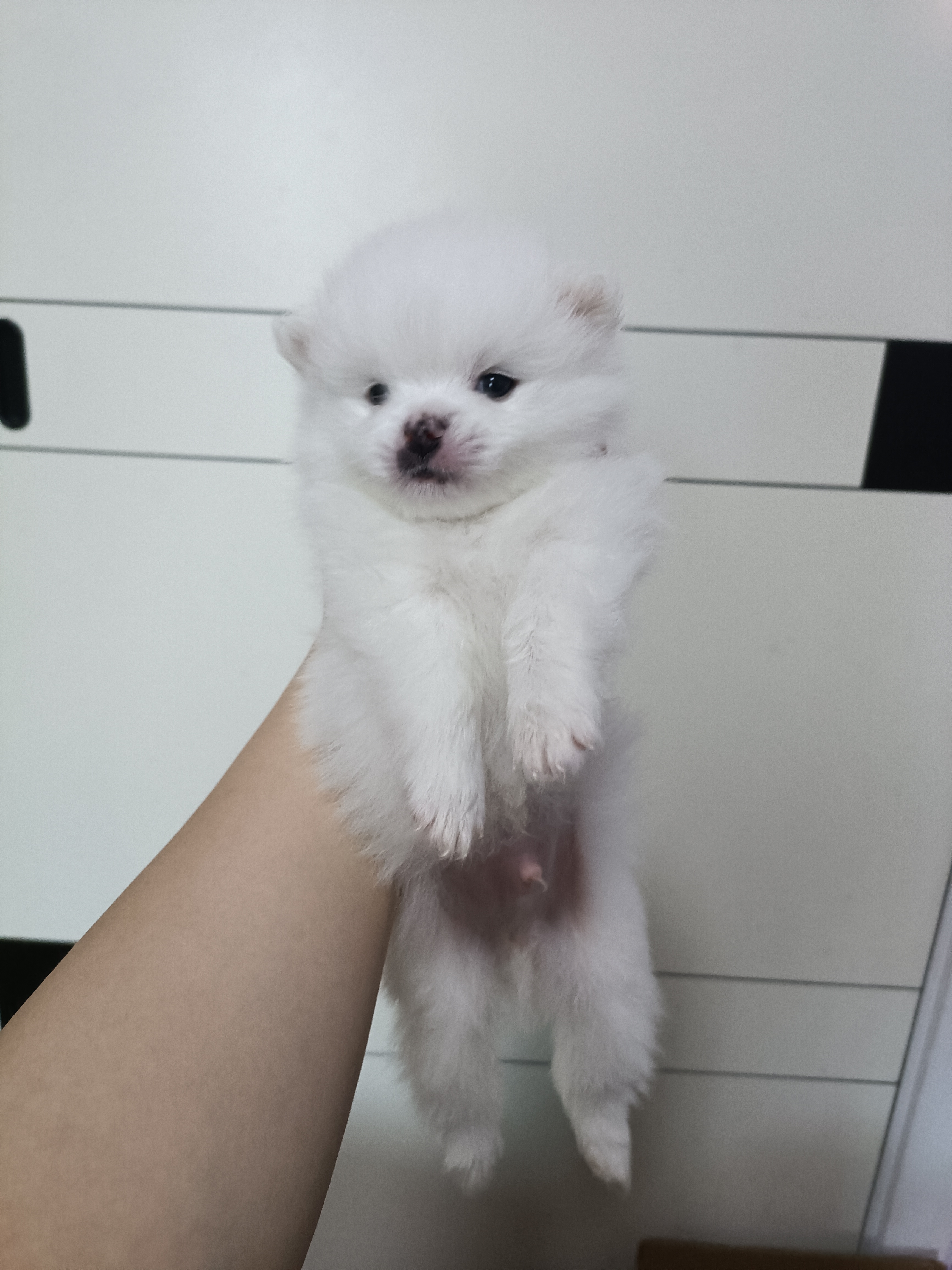 性格：乖巧      胆子有点小